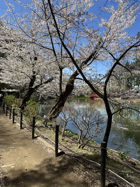 臥龍桜 開花状況|【2024年最新】臥竜公園の桜の見頃や開花状況とラ。